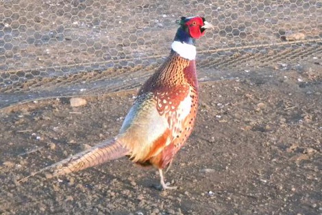 Pheasant Rooster