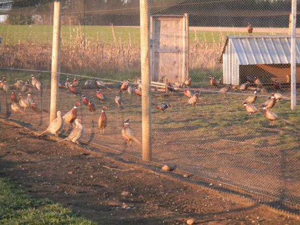 Pheasant flyway