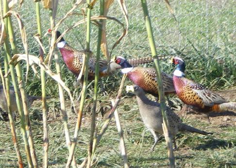 Pheasant food and cover