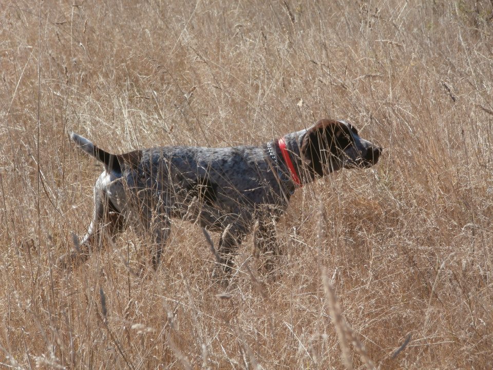 Pointing a pheasant